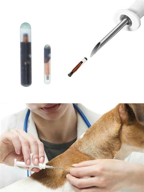 rfid chip in pets|dog microchip locations on.